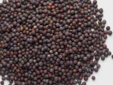 Black Mustard seed/ Kalo Sorshe/ Rai (Whole) - Image 2
